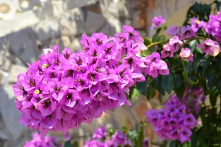 Apartment Villa Kadinela, 200M From Kamenjak, Huge Quiet Garden With Barbecue, 2 New Kitchens Premantura Croatia